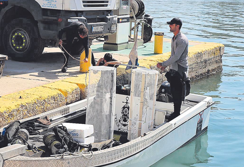  astilleros de mallorca, mejillones, biorremediación, filtrar bacterias, autoridad portuaria de bale