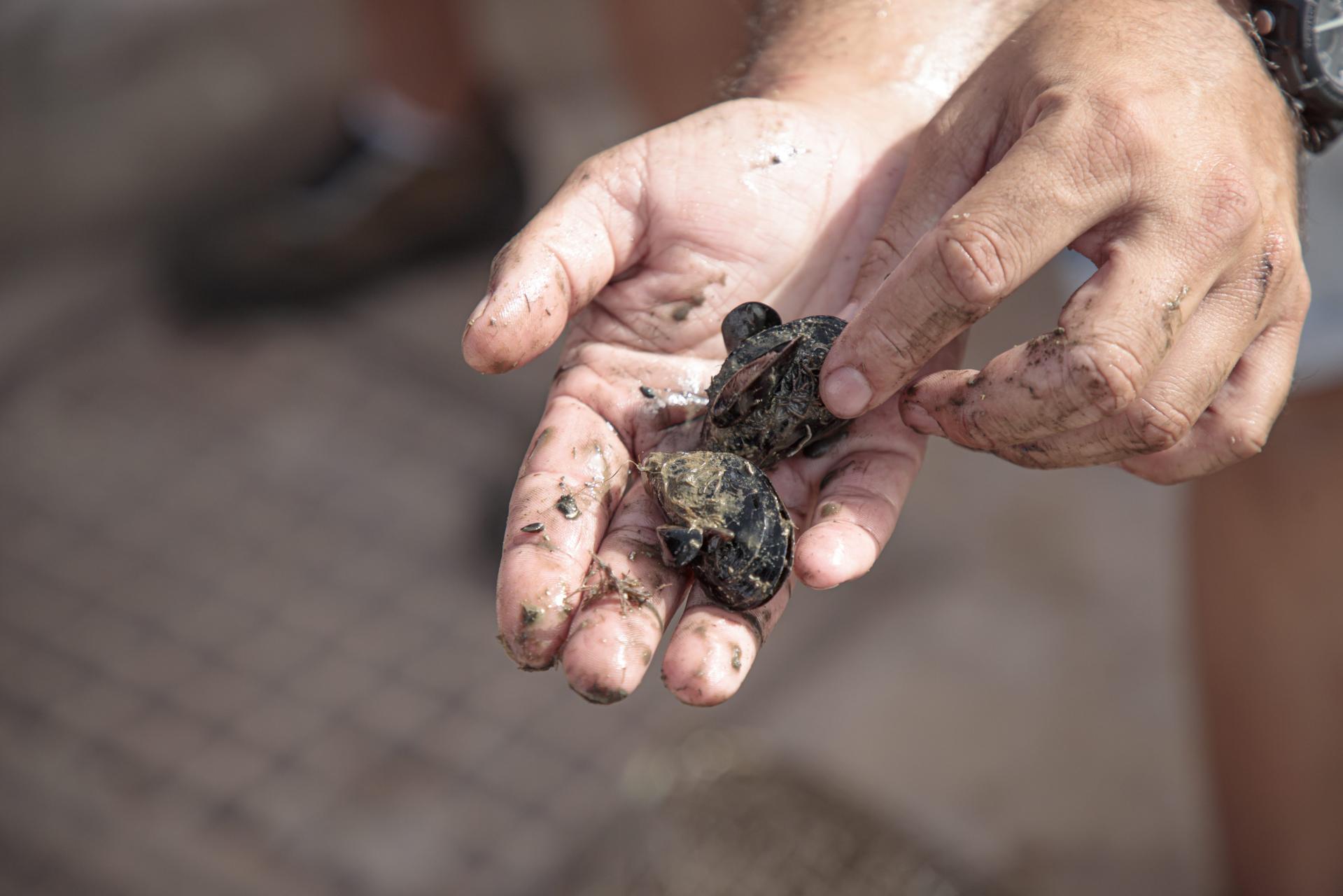  astilleros de mallorca, mejillones, biorremediación, filtrar bacterias, autoridad portuaria de bale